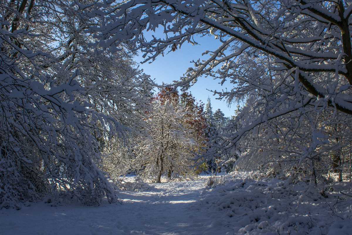 Winter wonderland in Highbury Park. Dec 2017